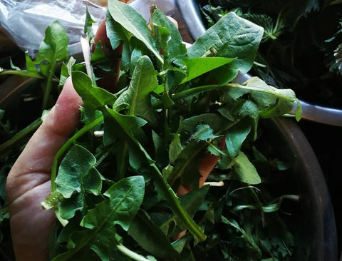 Dilgėlių ir pienių pesto